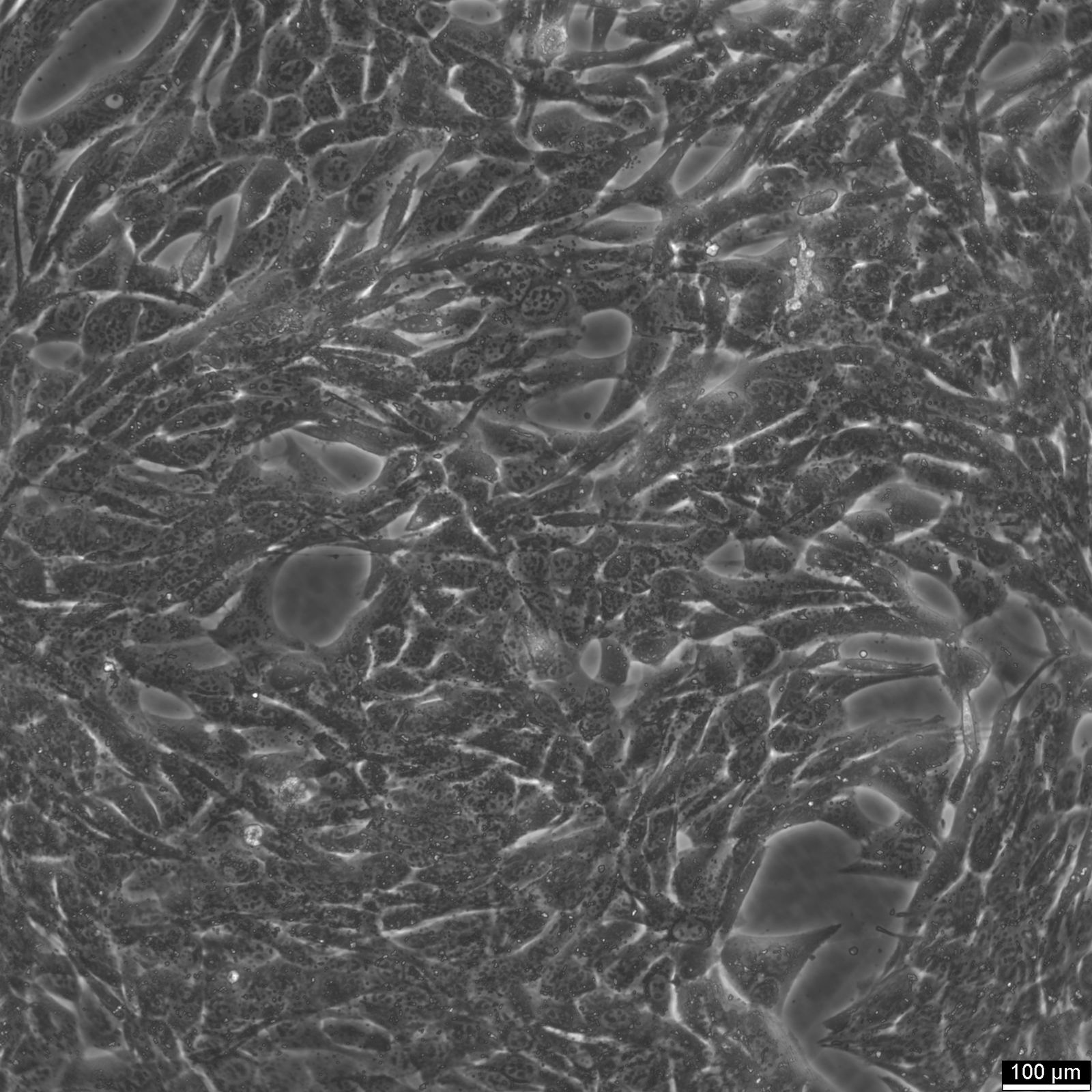 Panc02 Cells Panc02 Cells